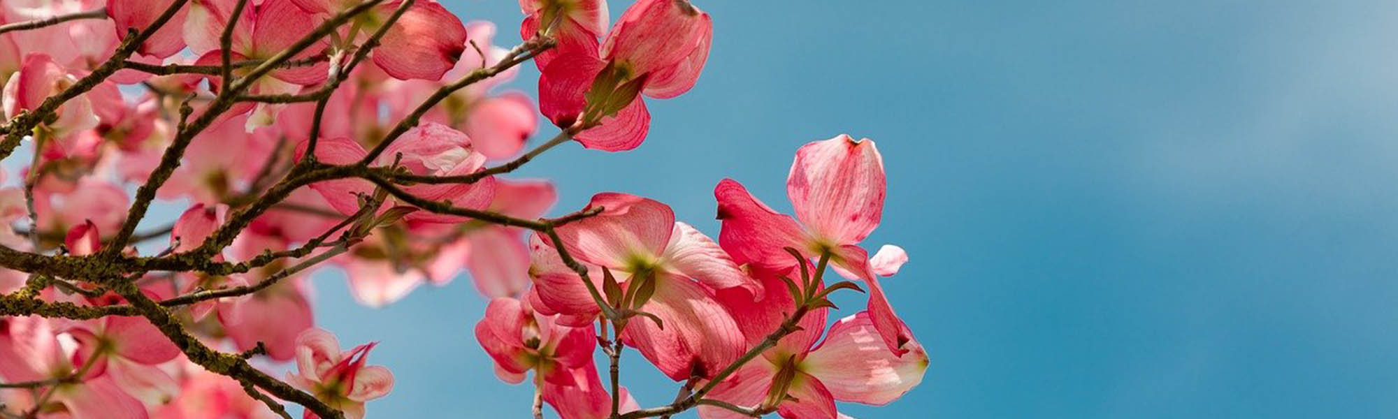 rheader1